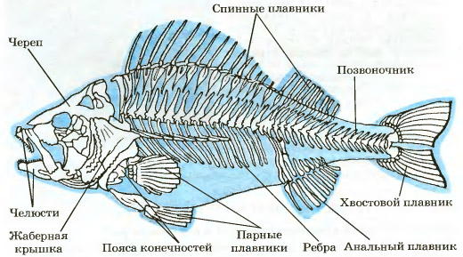 Карточки с заданиями по теме: Рыбы