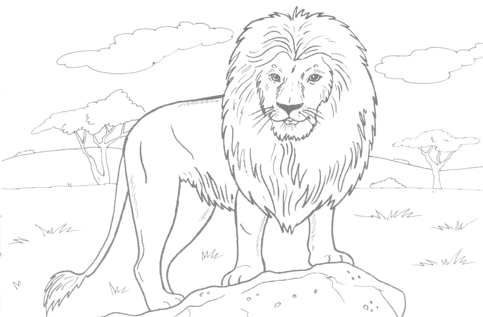 Проект по окружающему миру - Лев-царь зверей