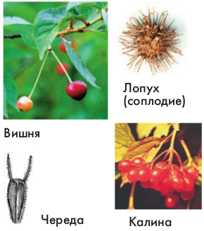 Конспект урока по биологии для 6 класса Распространение плодов и семян