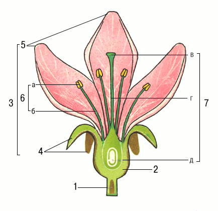 Тестовые задания по теме Строение цветка