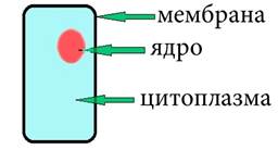 План-конспект урока открытого урока Клетка (3 класс)