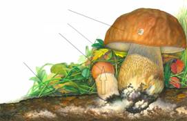Урок естествознания в 5 классе на тему Виды грибов