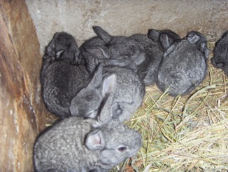Исследовательская работа Влияние температуры окружающей среды на рост и развитие крольчат
