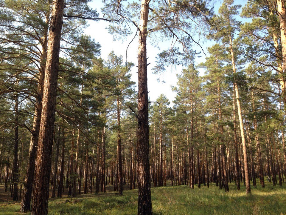 Поход в лес с экологическим десантом