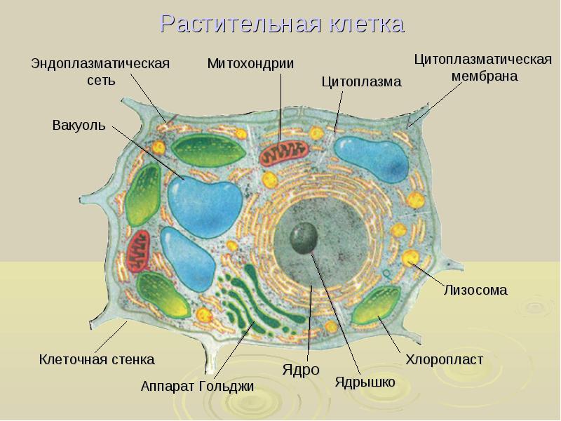 Конспект по биологии на тему Строение растительной клетки 6 класс.