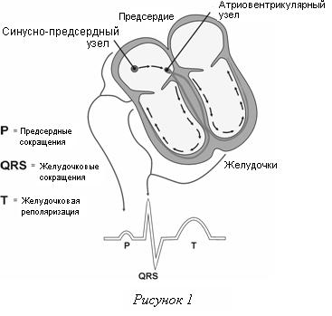 Научно-исследовательская работа по теме: Влияние кофе на сердечно-сосудистую систему человека.