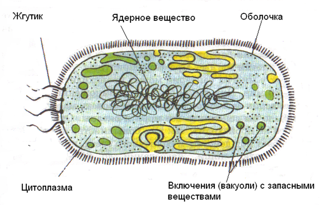 Конспект урока по биологии на тему Прокариоты с применением элементов ТРКМ (10 класс)