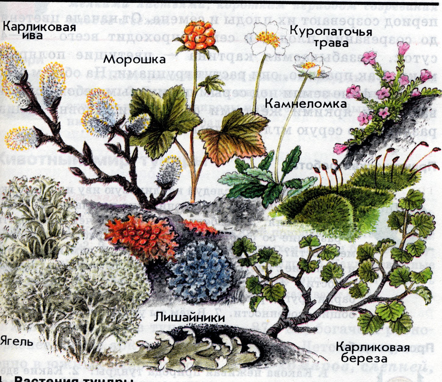 картинки растений и животных тундры