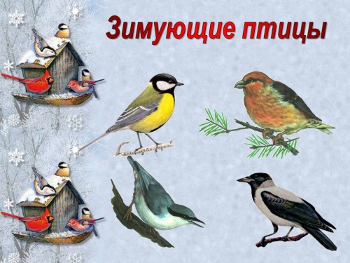 Проект Покормите птиц зимой!