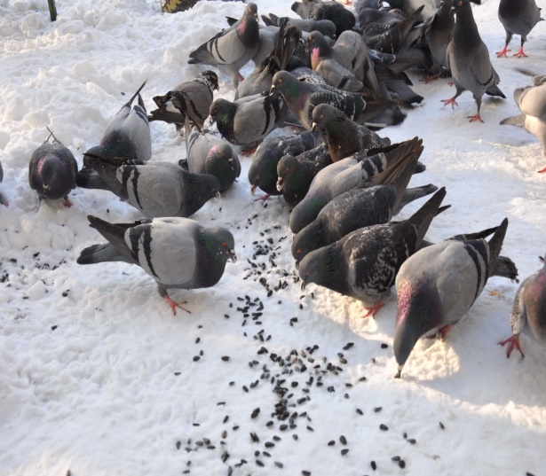 Проект Покормите птиц зимой!