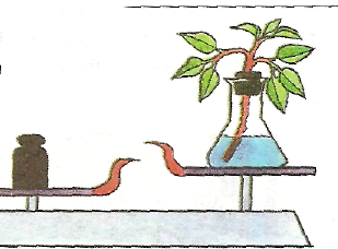 Опыт изображенный на рисунке служит доказательством 6. Опыт доказывающий дыхание органов растения. Опыты с фотосинтезом и дыханием.
