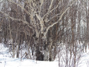 On-line экскурсия Сказки зимнего леса