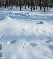 On-line экскурсия Сказки зимнего леса