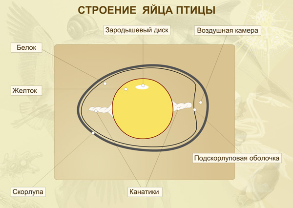 Технологическая карта урока на тему Блюда из яиц 5 класс