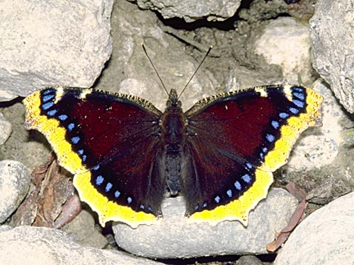 Исследовательский проект Удивительный мир бабочек 2 класс