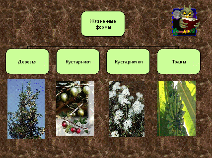 Урок биологии 6 класс на тему Многообразие растений