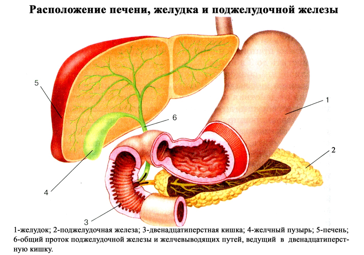 Печень поджелудка. 12 Перстная кишка и поджелудочная железа. 12-Перстная кишка печень поджелудочная железа строение. Двенадцатиперстная кишка и поджелудочная железа анатомия. Строение желудка человека анатомия поджелудочная.