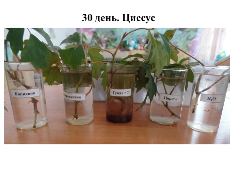 Научная работа Влияние стимуляторов роста на укоренение комнатных растений