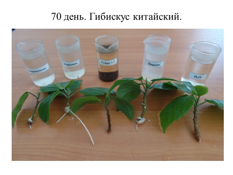 Научная работа Влияние стимуляторов роста на укоренение комнатных растений