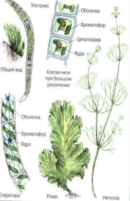 План урока по биологии Многообразие водорослей