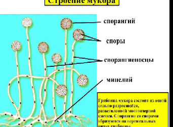 Разработка урока биологии по теме Общая характеристика грибов 5 класс. Технологическая карта