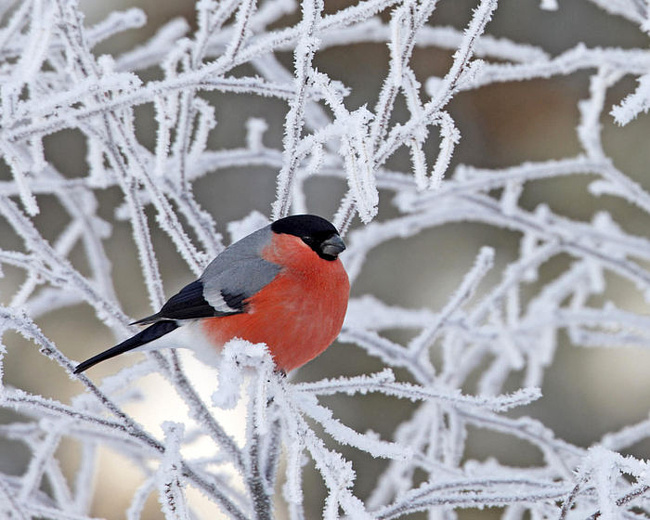 Творческий отчёт: Помоги птицам зимой.