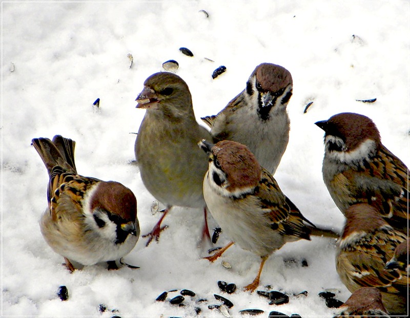 Творческий отчёт: Помоги птицам зимой.