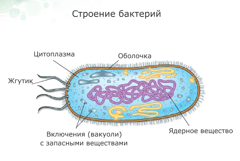 Урок 6 класса Бактерии
