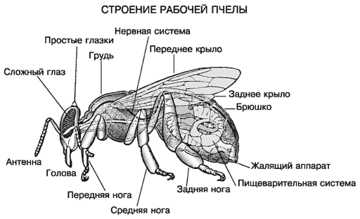 Исследовательская работа Мир пчел