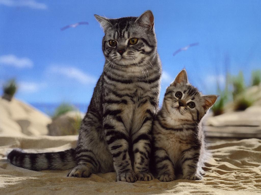 Внеклассное мероприятие Мисс Кис-Кис и мистер кот