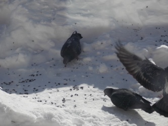 Исследовательский проект Зимующие птицы - наши друзья (1 класс)