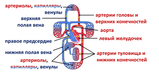 Конспект урока по биологии 8 класс строение сердечно-сосудистой системы по программе Л.Н.Сухоруковой