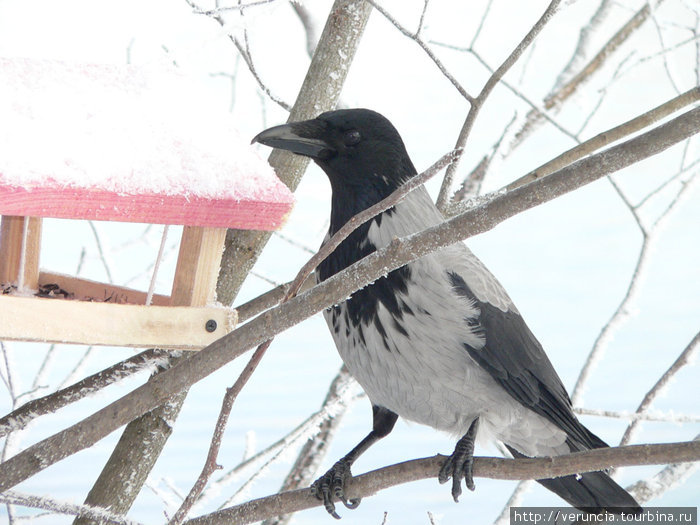Социальный проект Покормите птиц зимой