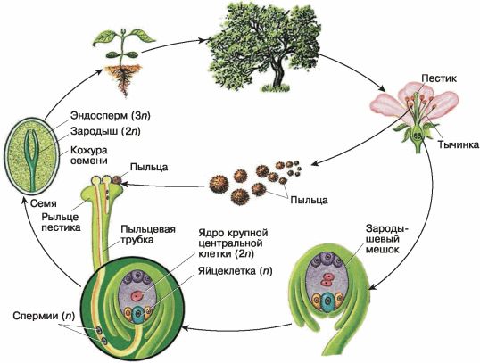 Инструктивная карточка к уроку биологии Двойное оплодотворение покрытосеменных растений