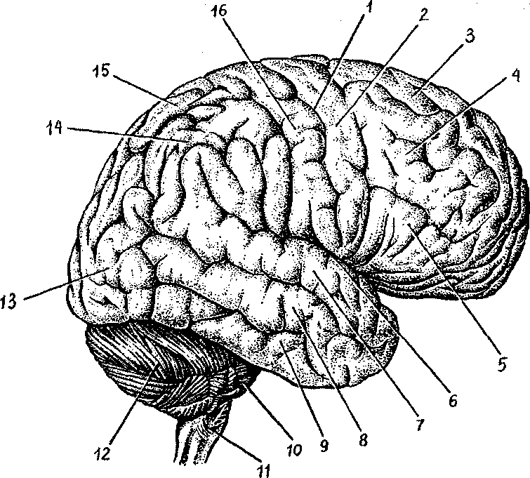 Поверхности коры больших полушарий. Верхнелатеральная поверхность полушария головного мозга. Борозды и извилины ВЕРХНЕЛАТЕРАЛЬНОЙ поверхности мозга. Извилины коры полушарий. Доли борозды и извилины больших полушарий.