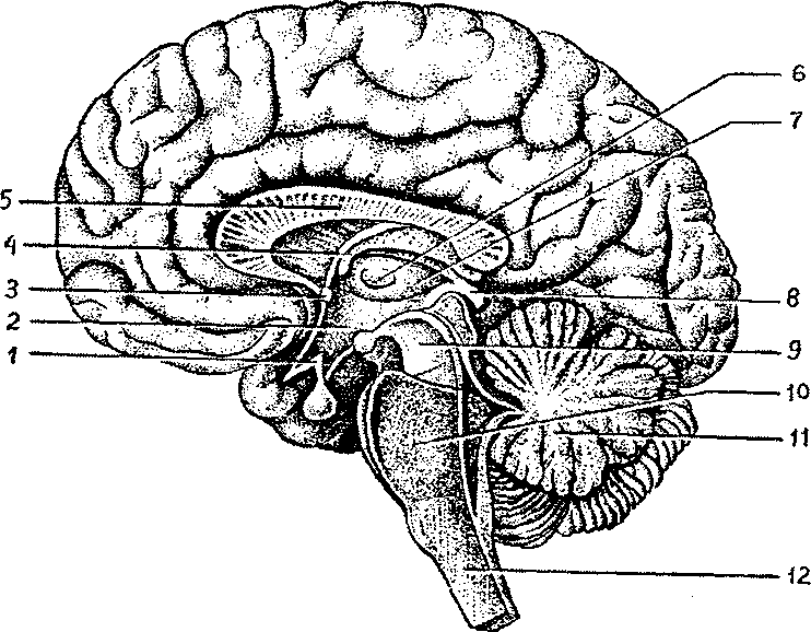 Головной мозг 7 класс. Медиальная поверхность головного мозга рисунок. Сагиттальный срез головного мозга анатомия. Медиальная поверхность головного мозга схема. Медиальный срез головного мозга подписи.