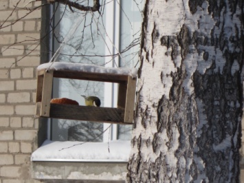 Исследовательский проект (дневник наблюдения с фотоочётом) «Кафе для зимующих птиц «Кормушка» в школьном саду»