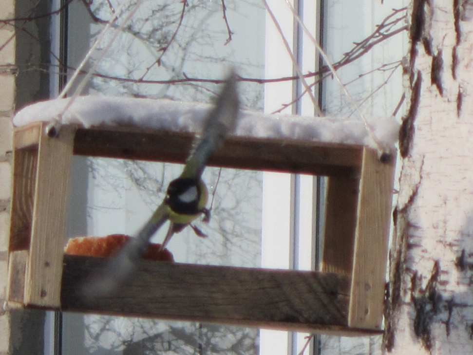 Исследовательский проект (дневник наблюдения с фотоочётом) «Кафе для зимующих птиц «Кормушка» в школьном саду»