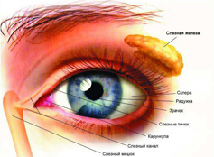 Орган зрения человека. Зрительный анализатор.