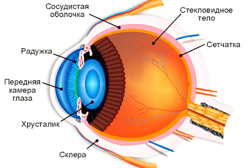 Орган зрения человека. Зрительный анализатор.