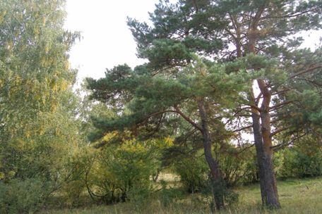 Проектно-исследовательская работа Лесоводство и лесоведение села Николаевка
