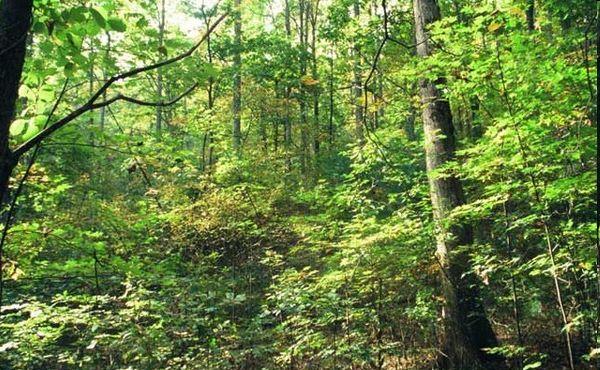 Проектно-исследовательская работа Лесоводство и лесоведение села Николаевка