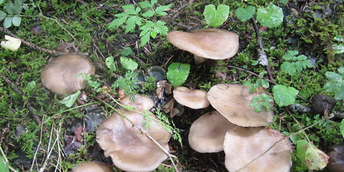 Исследовательский проект на тему: «Можно ли вырастить грибы на кусочке хлеба?»