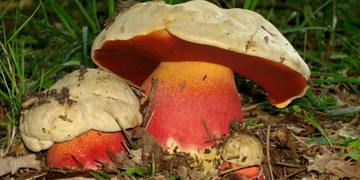 Исследовательский проект на тему: «Можно ли вырастить грибы на кусочке хлеба?»