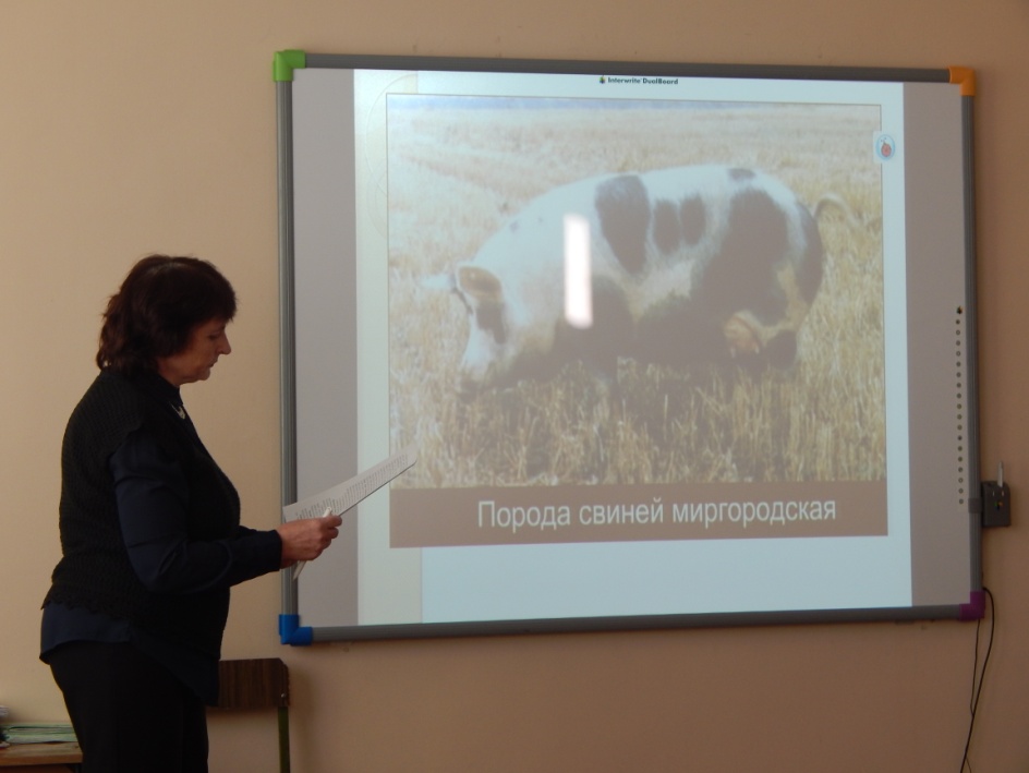 Конспект урока по с/х по теме Порода свиней (7 класс)