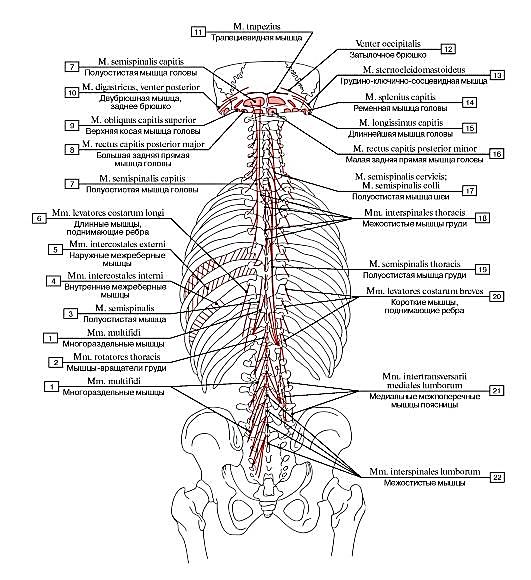 Методическое пособие по миологии (точки прикрепления мышц тела)