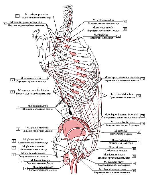 Методическое пособие по миологии (точки прикрепления мышц тела)