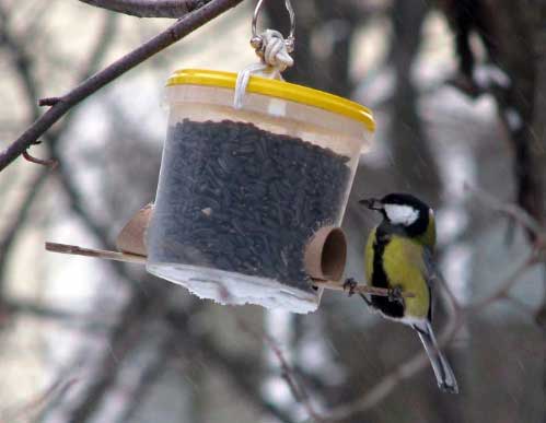 Поект Покормите птиц зимой