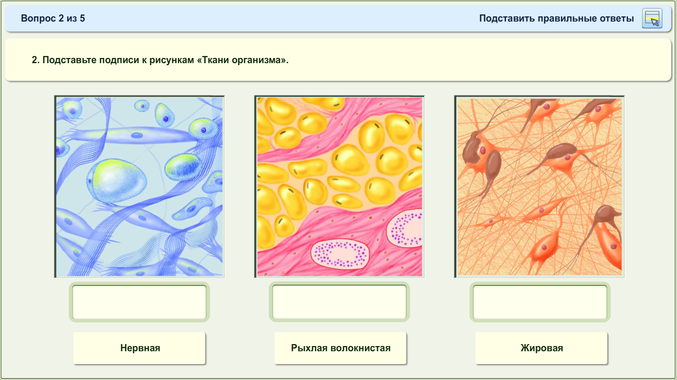 Открытые уроки по биологии 8. Ткани человека. Ткани и структуры организма. Ткани человеческого организма. Ткани животных.