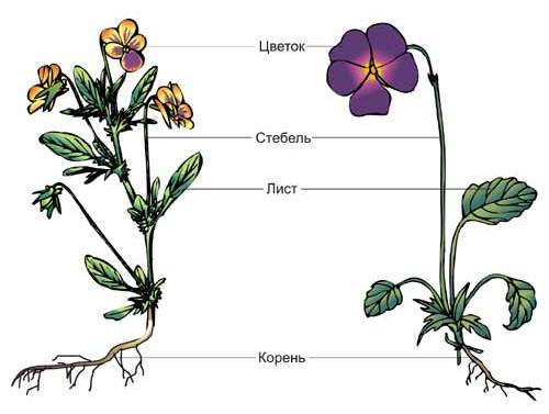 . Группы растений, органы растений и их функции